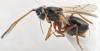Glauraspidia microptera